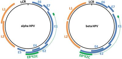 Mucosal and Cutaneous Human Papillomavirus Infections and Cancer Biology
